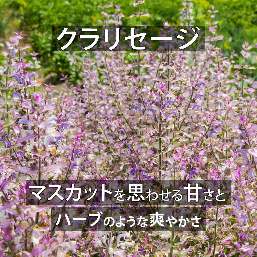 天然成分100%エッセンシャルオイル【2営業日以内に発送】★下部で香りを選択可能(名前順)