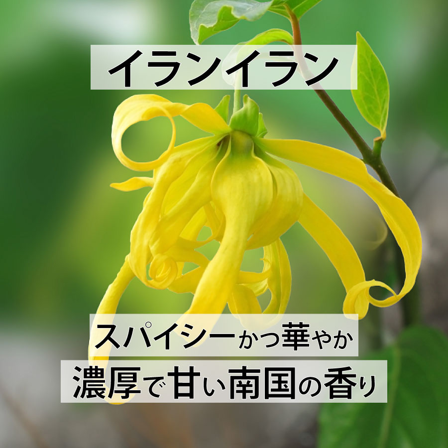 天然成分100%エッセンシャルオイル【2営業日以内に発送】★下部で香りを選択可能(名前順)