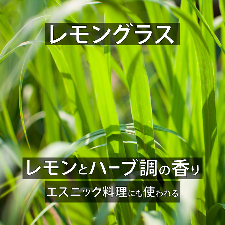天然成分100%エッセンシャルオイル【2営業日以内に発送】★下部で香りを選択可能(名前順)