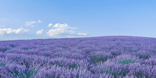 「ラベンダー ＝ リラックス」じゃない！？知っておきたいアロマの豆知識